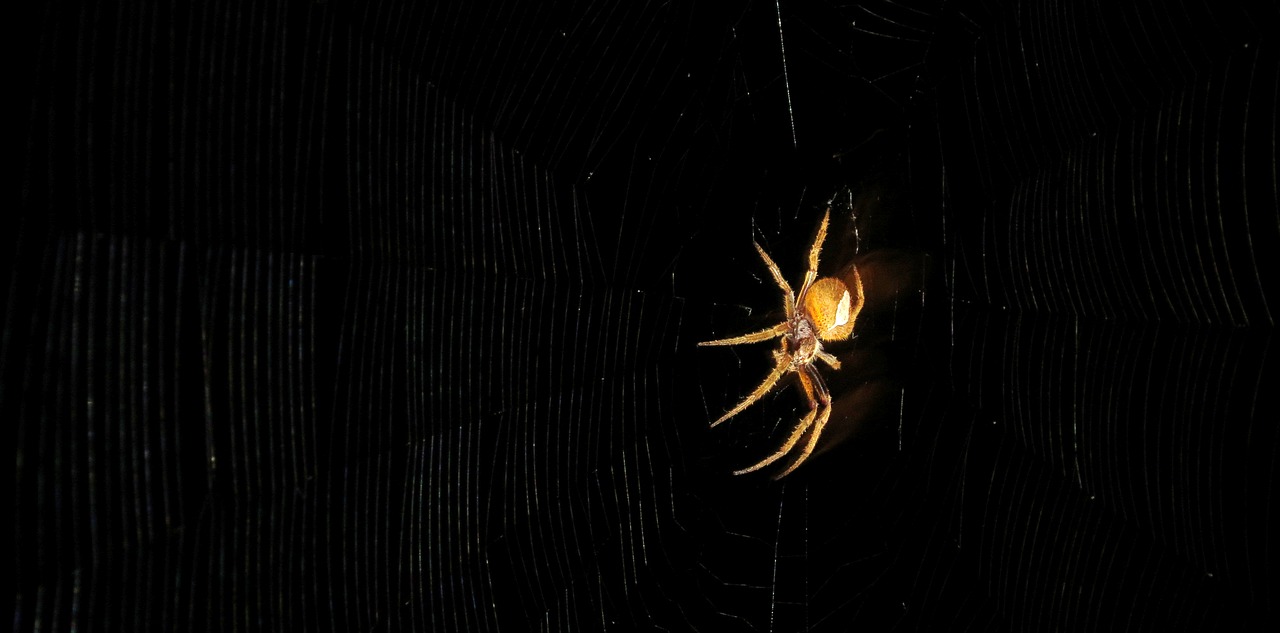 arachnid spider insect free photo