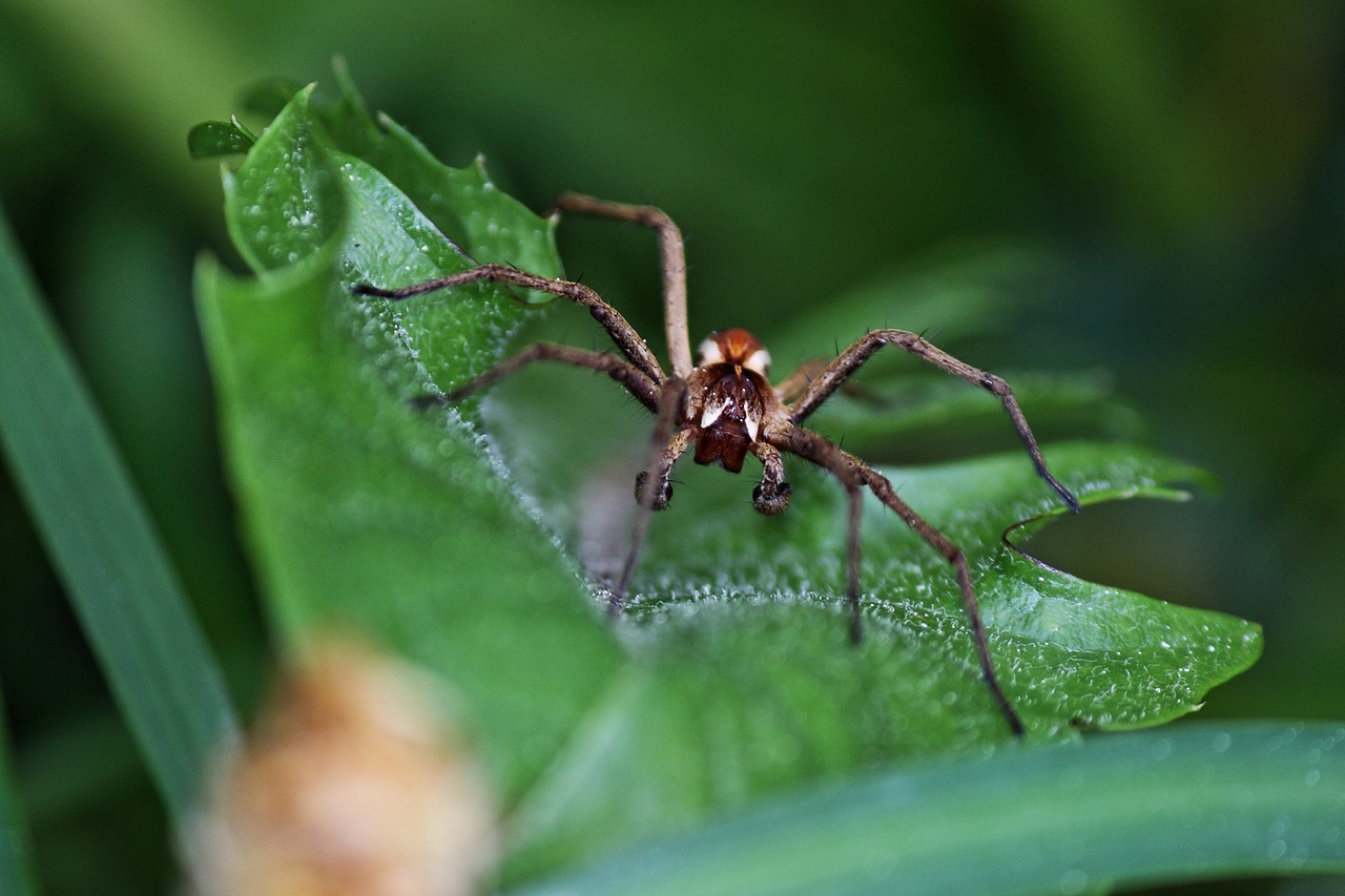 arachnid insect spider free photo