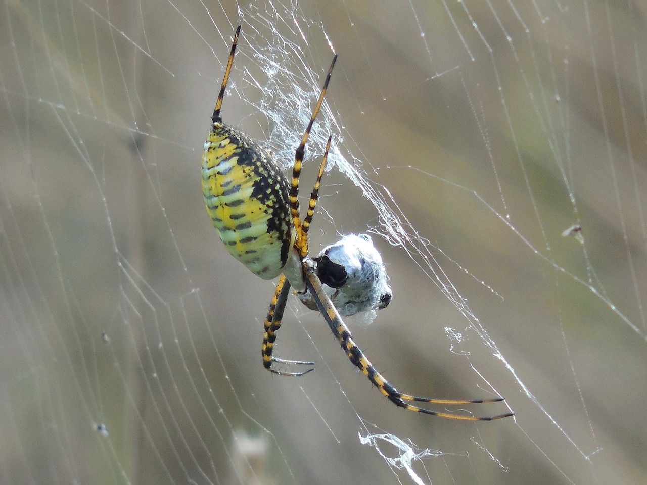 arachnid spider animal free photo