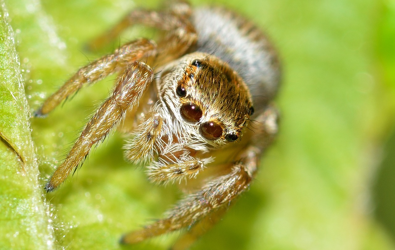 arachnida salticidae spider free photo