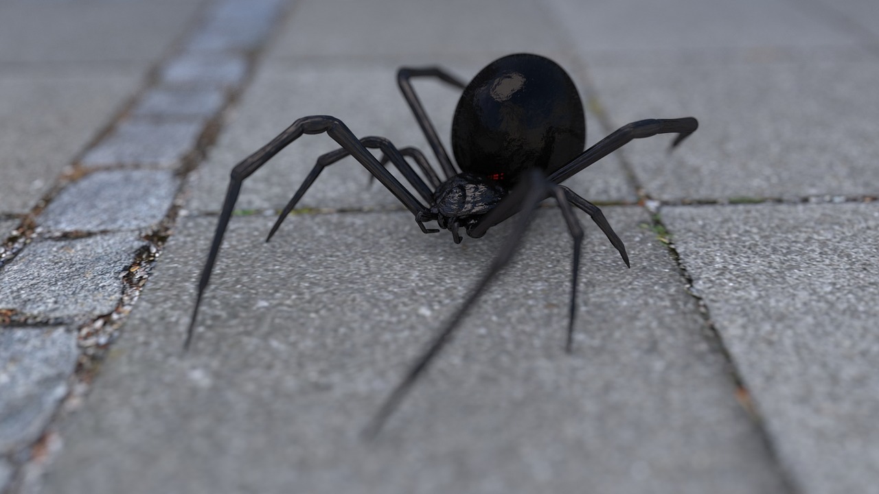 arachnophobia spider widow free photo