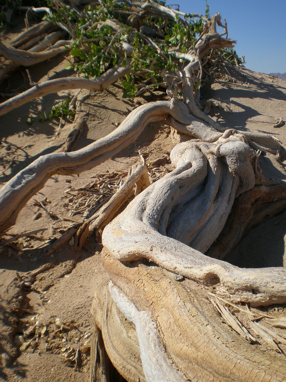 arak tree desert arid free photo