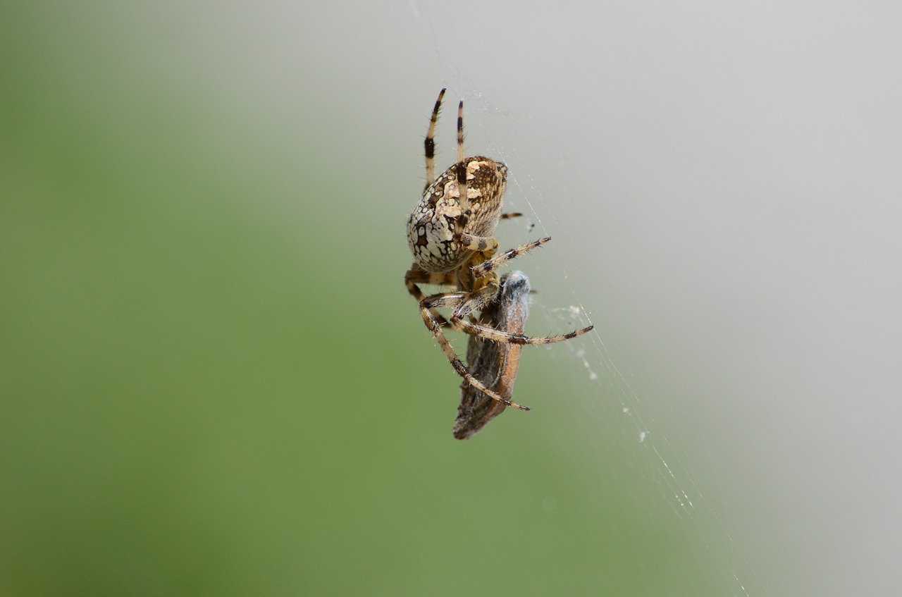 aranaeus spider arachnid free photo