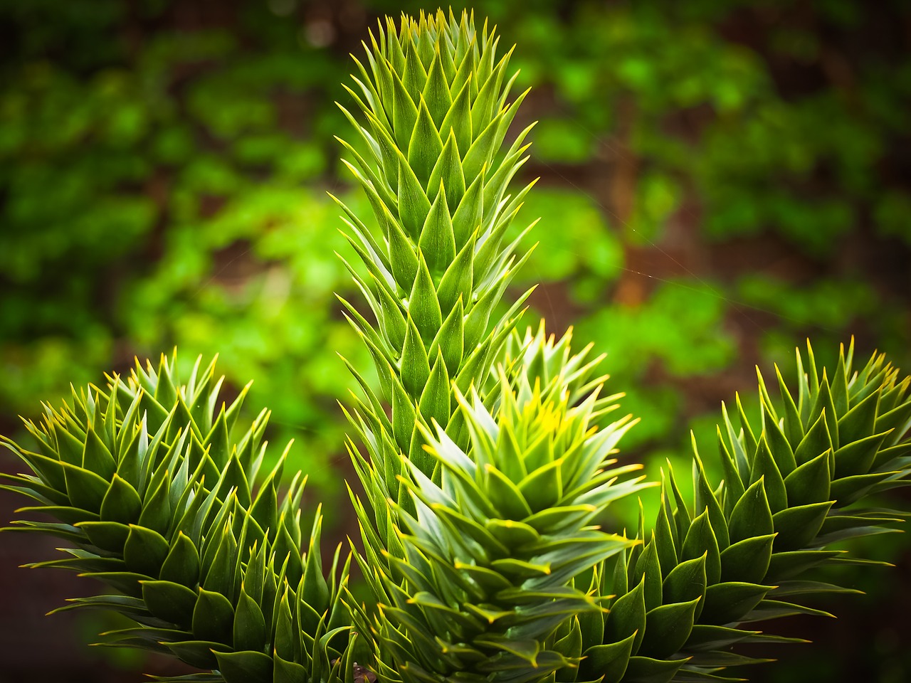 arancarie palm holly free photo