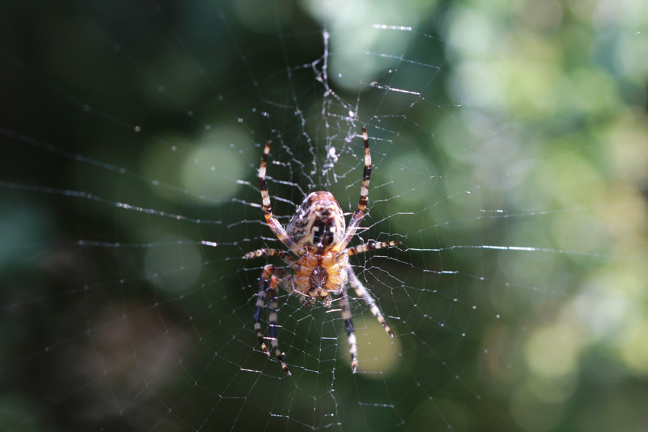 araneus  web  garden free photo