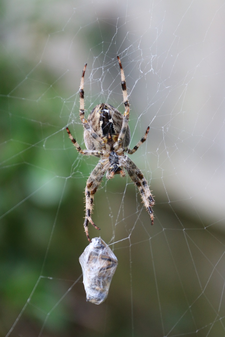 araneus diadematus spider garden spider free photo