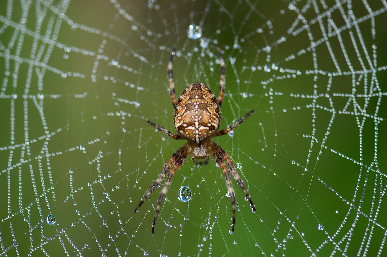 araneus diadematus spider canvas free photo