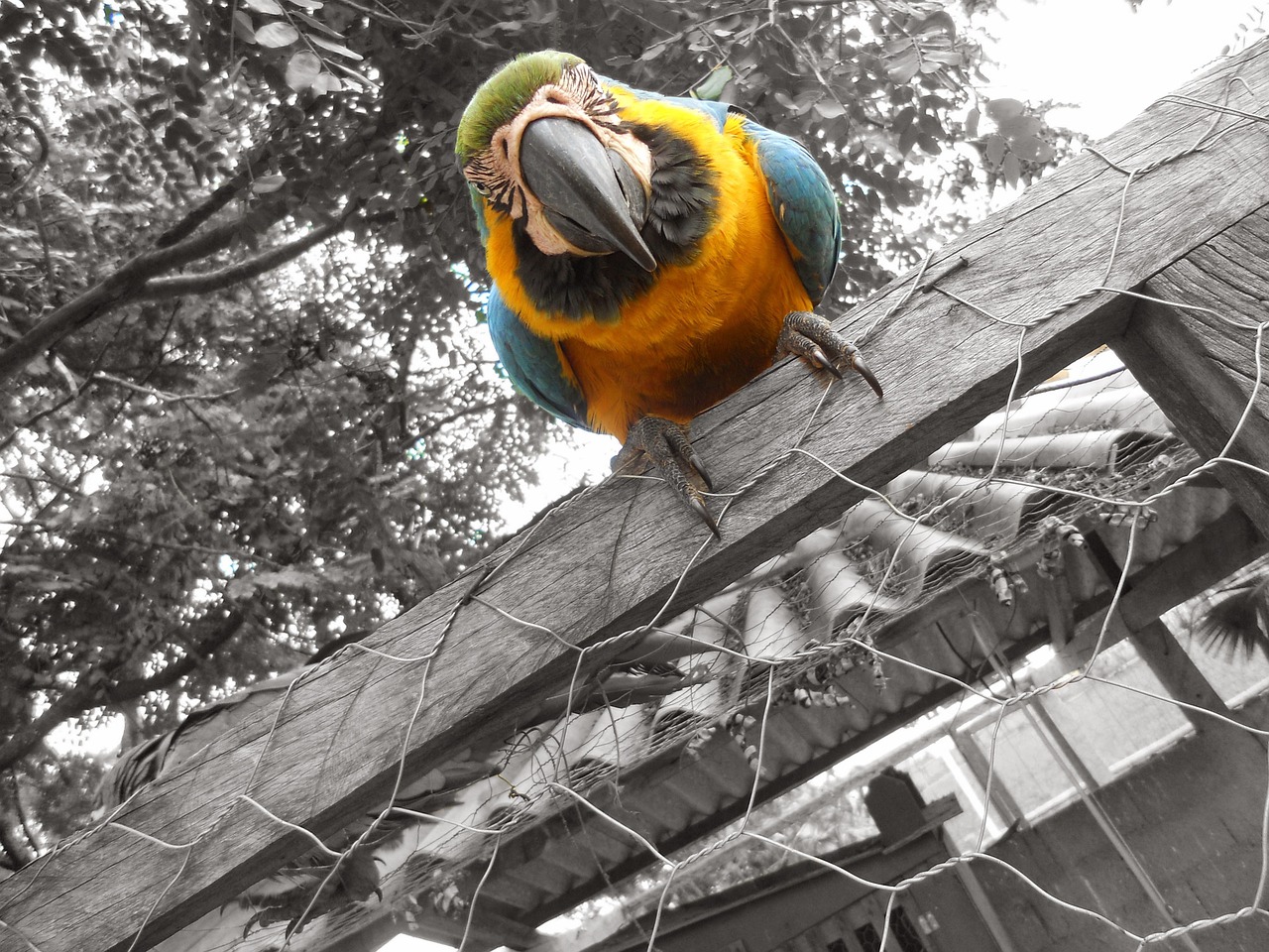 arara bird nature free photo