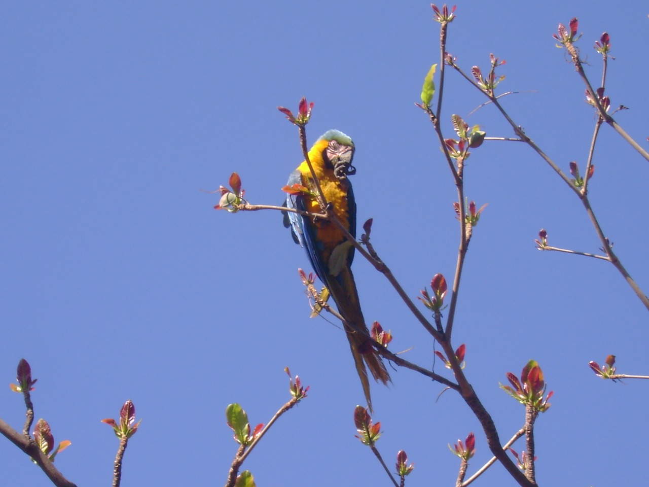 arara sky nature free photo