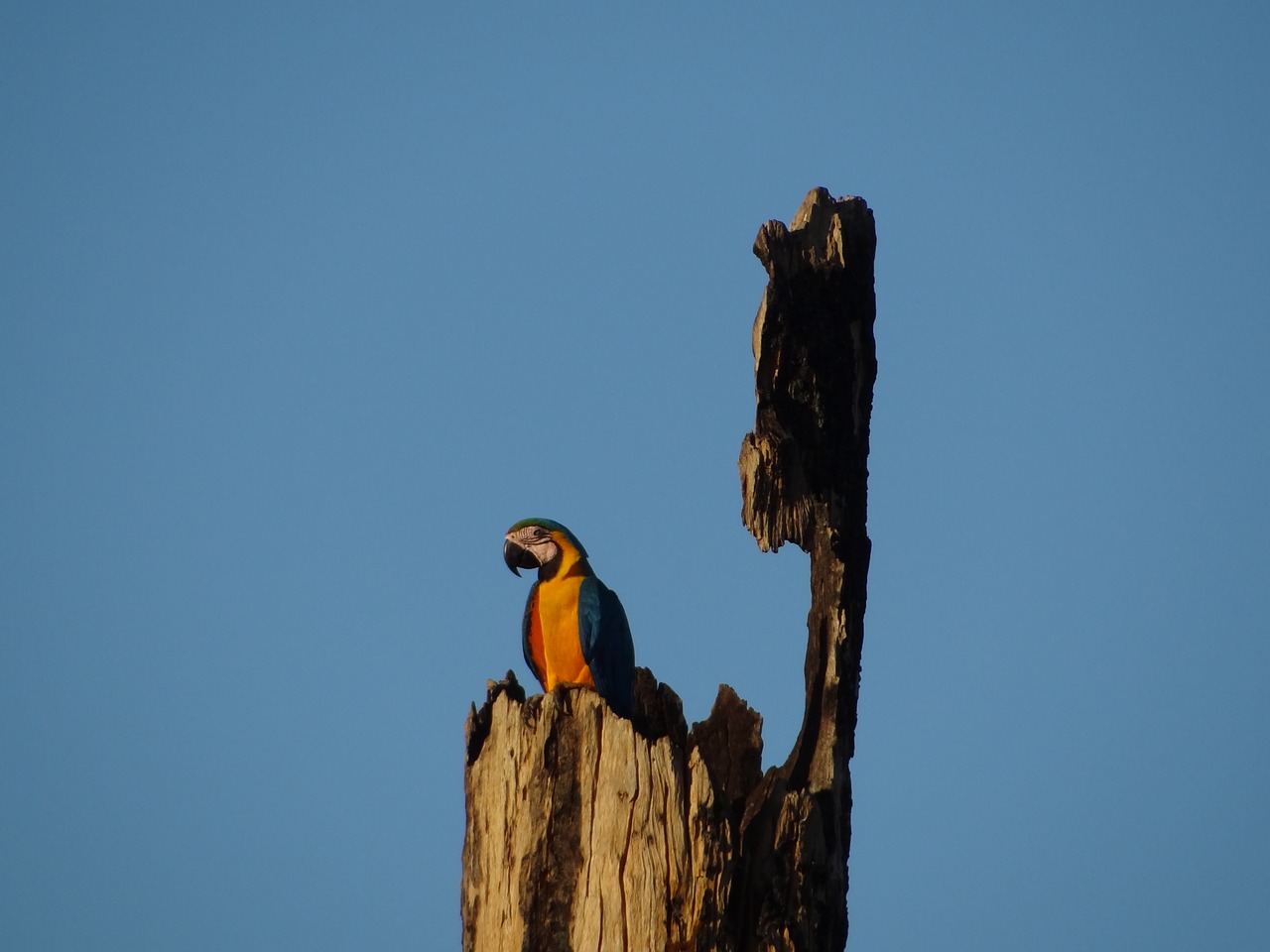 arara nature tropical birds free photo