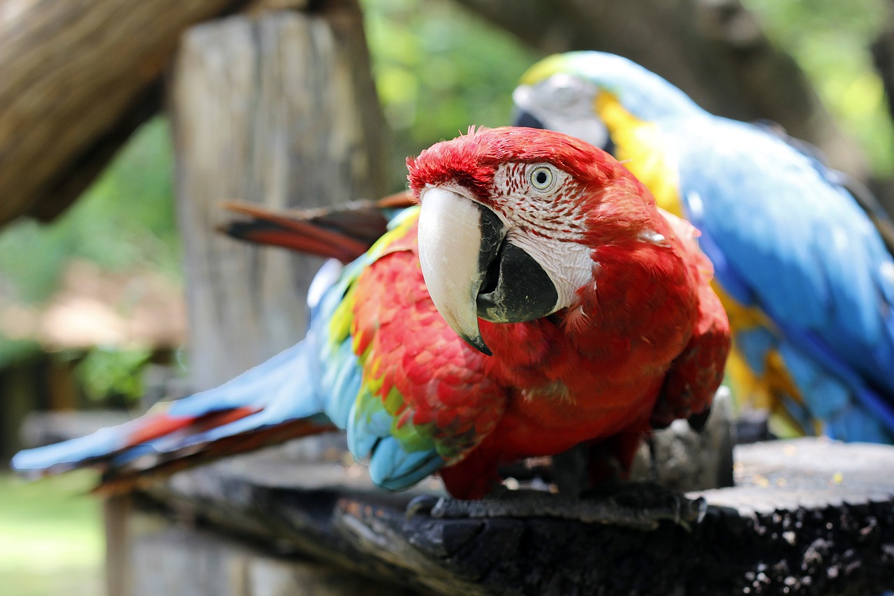 arara red macaw animals free photo