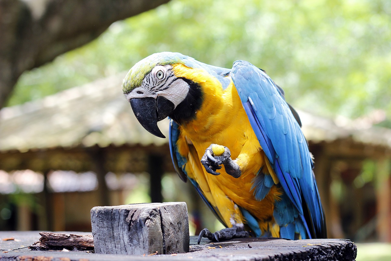 arara red macaw animals free photo