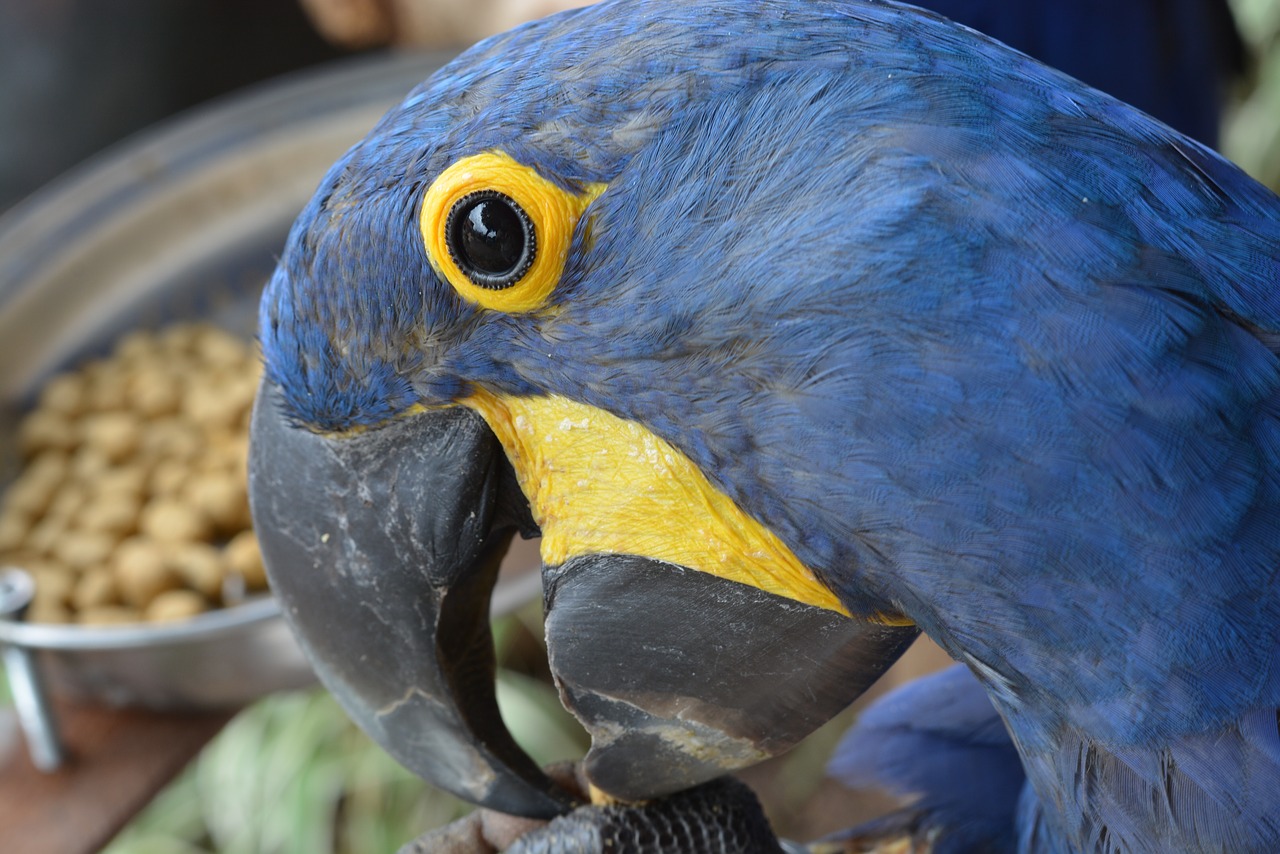 arara  bird  brazil free photo