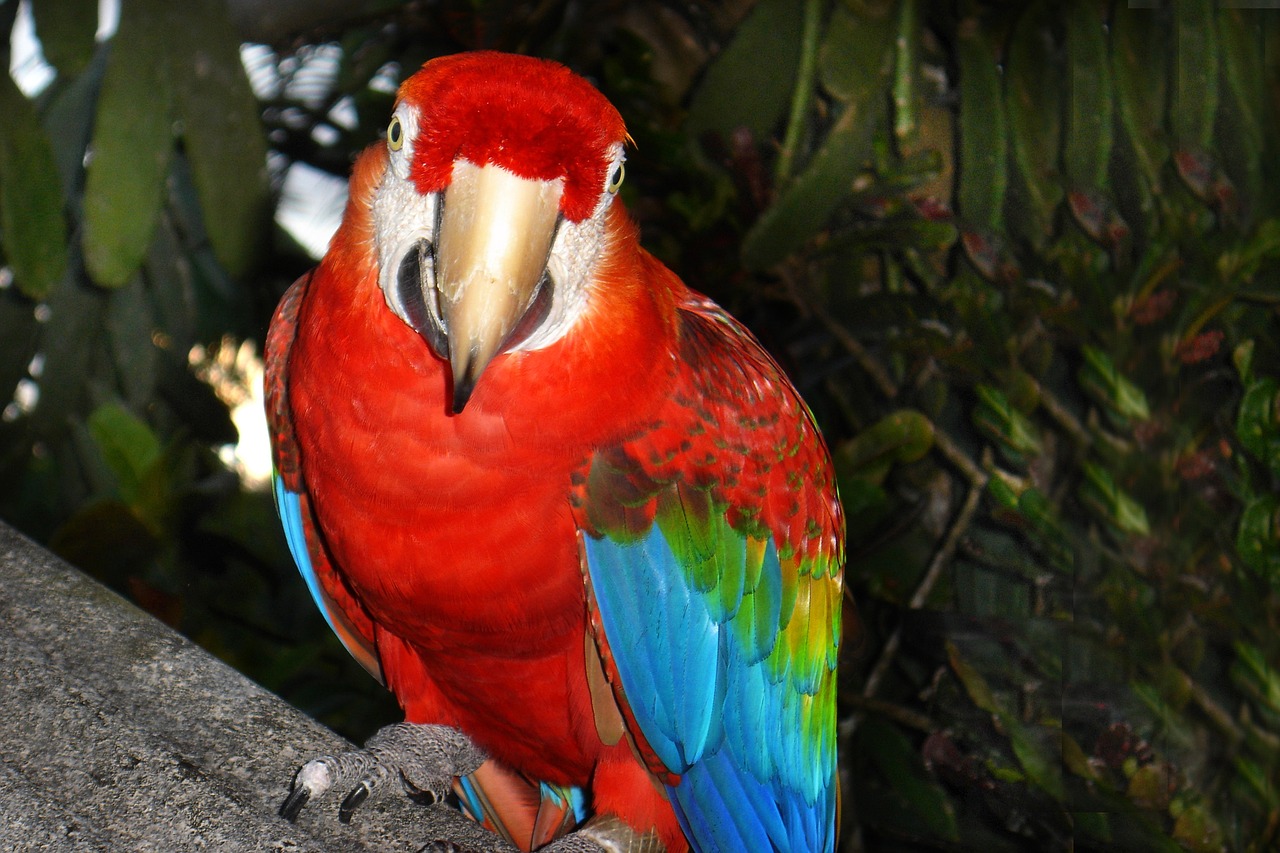 arara tropical bird atlantic forest free photo