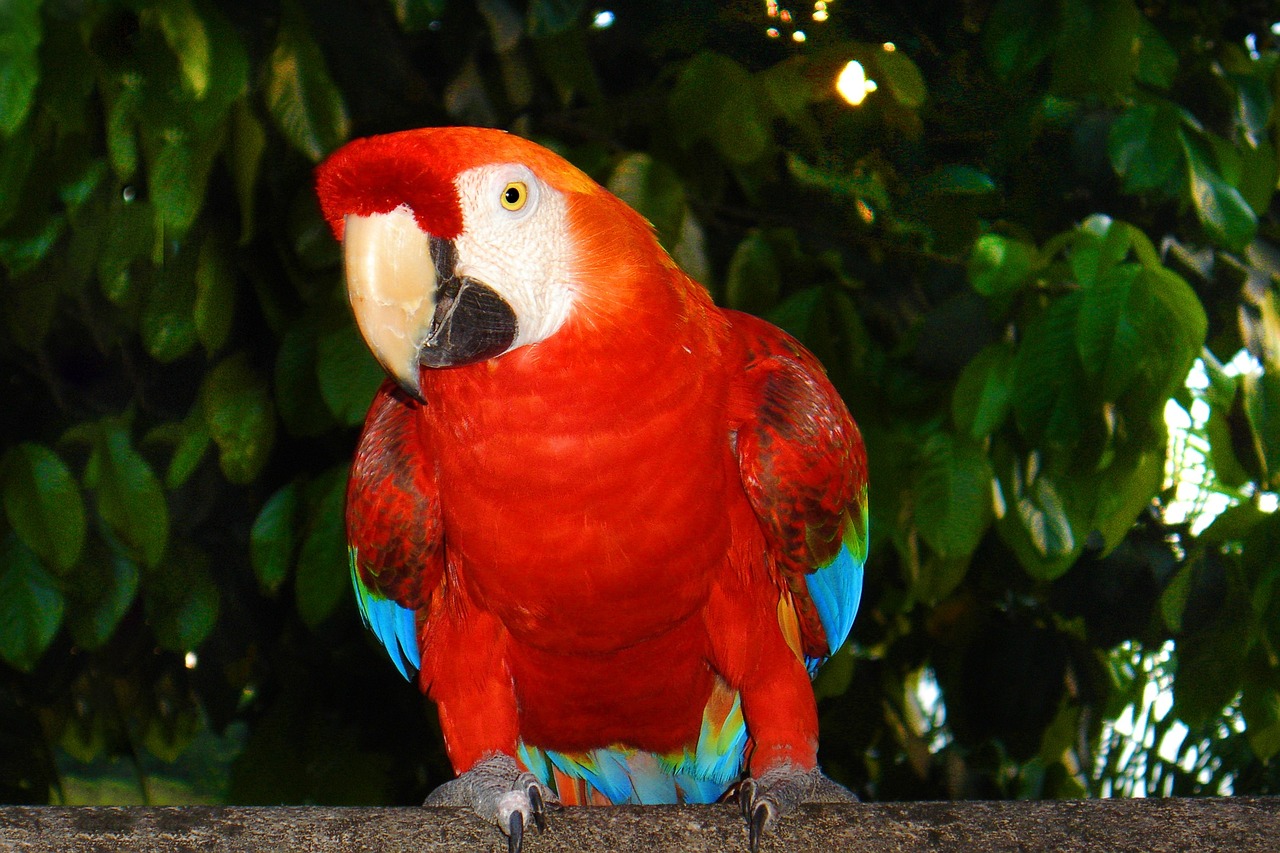arara tropical birds brazilian fauna free photo