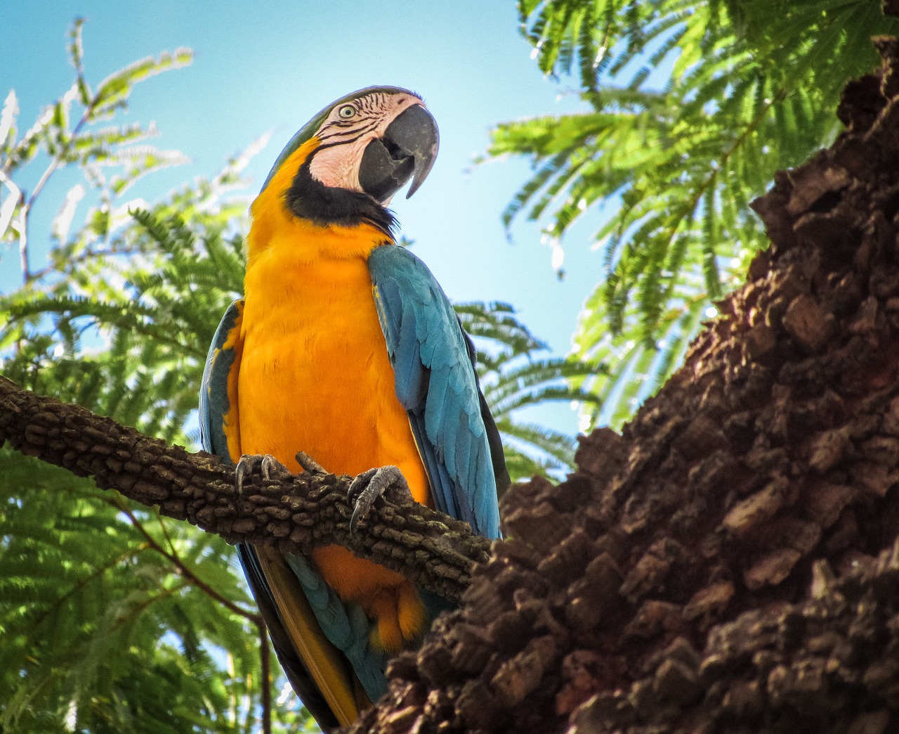 arara canindé blue and yellow macaw parrot free photo
