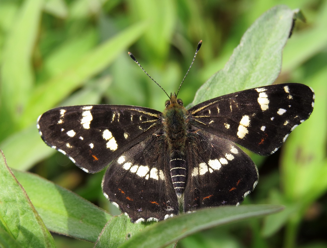 araschnia levana nymphalidae free photo