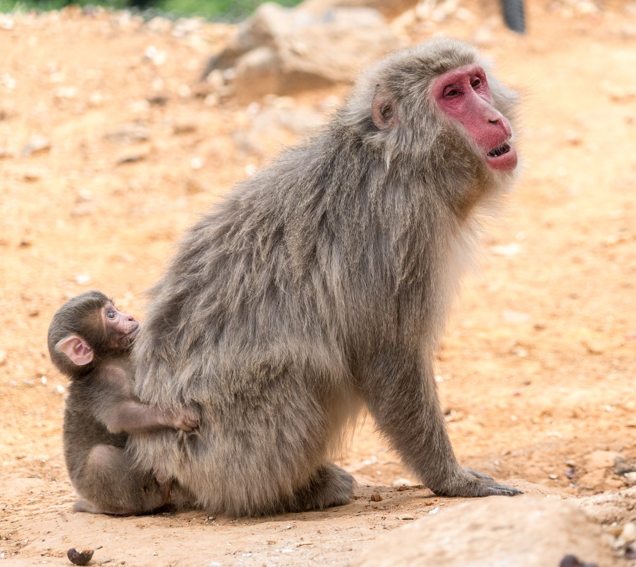 arashiyama japan monkey park free photo