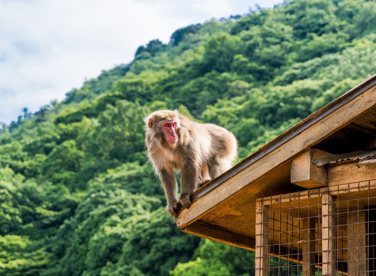 arashiyama japan monkey park free photo