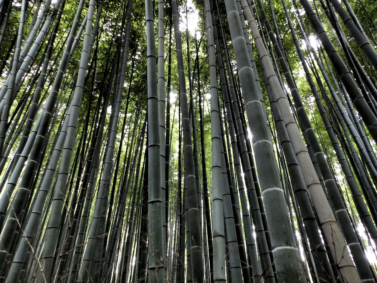 arashiyama bamboo forest japan free photo