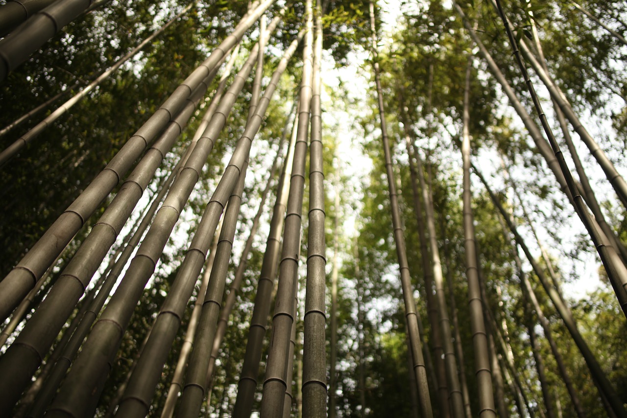 arashiyama  bamboo  japan free photo