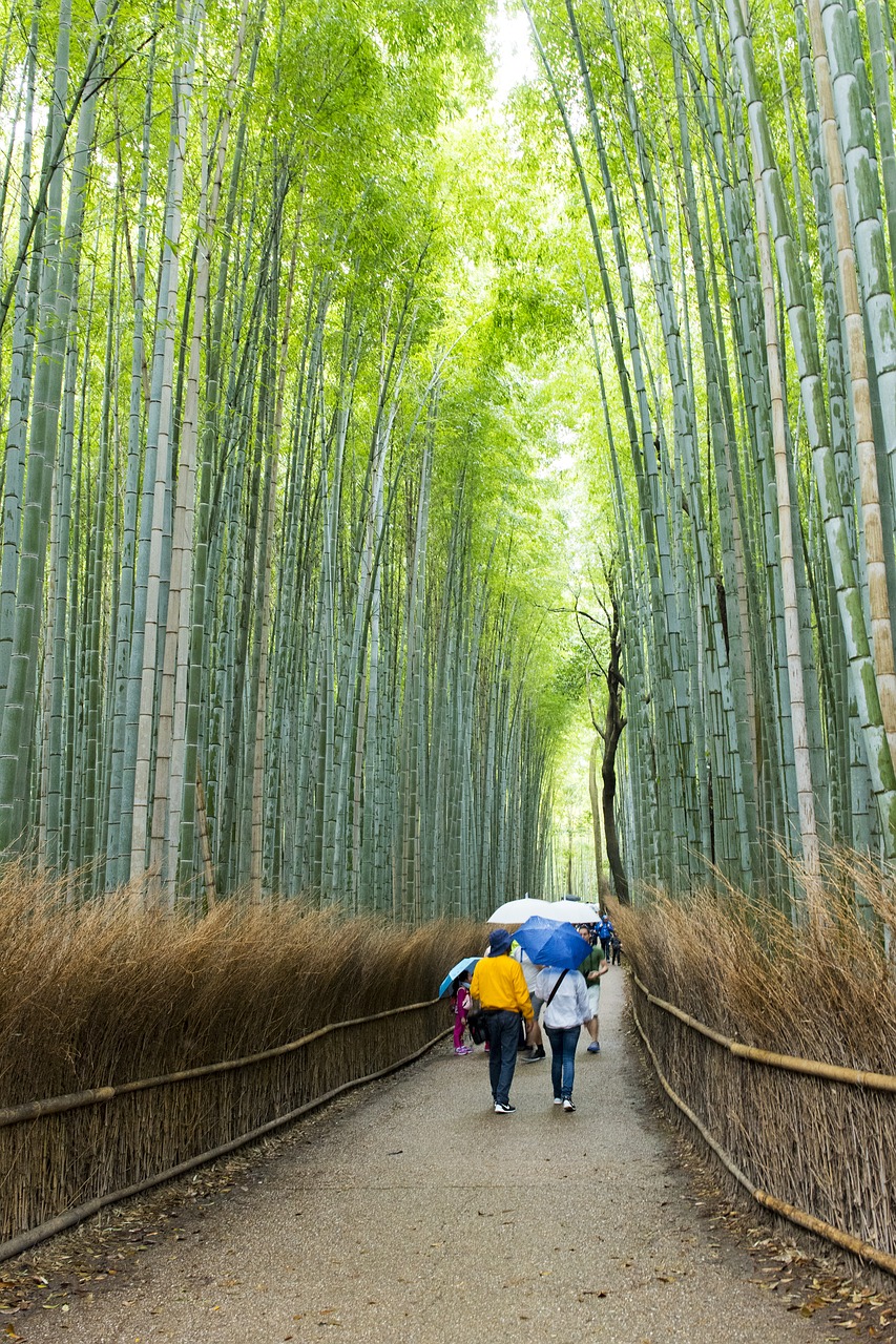 arashiyama bamboo grove bamboo travel destinations free photo