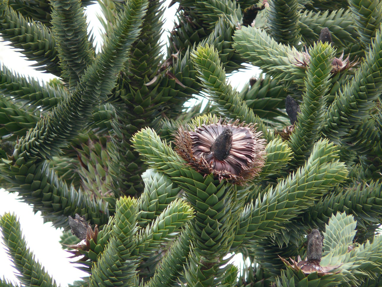 araucana fir tree free photo