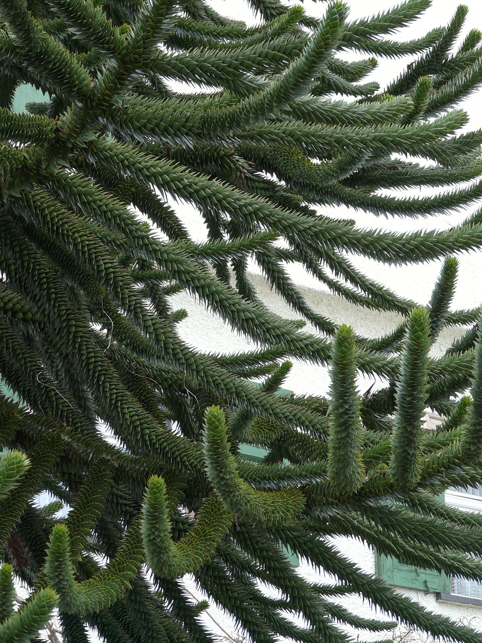 araucana fir tree free photo