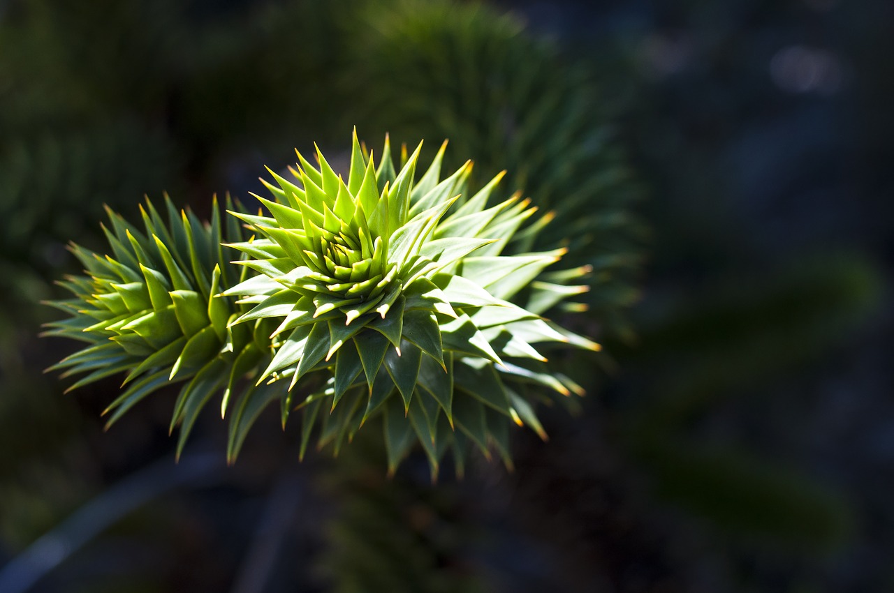 araucania chile lanin free photo