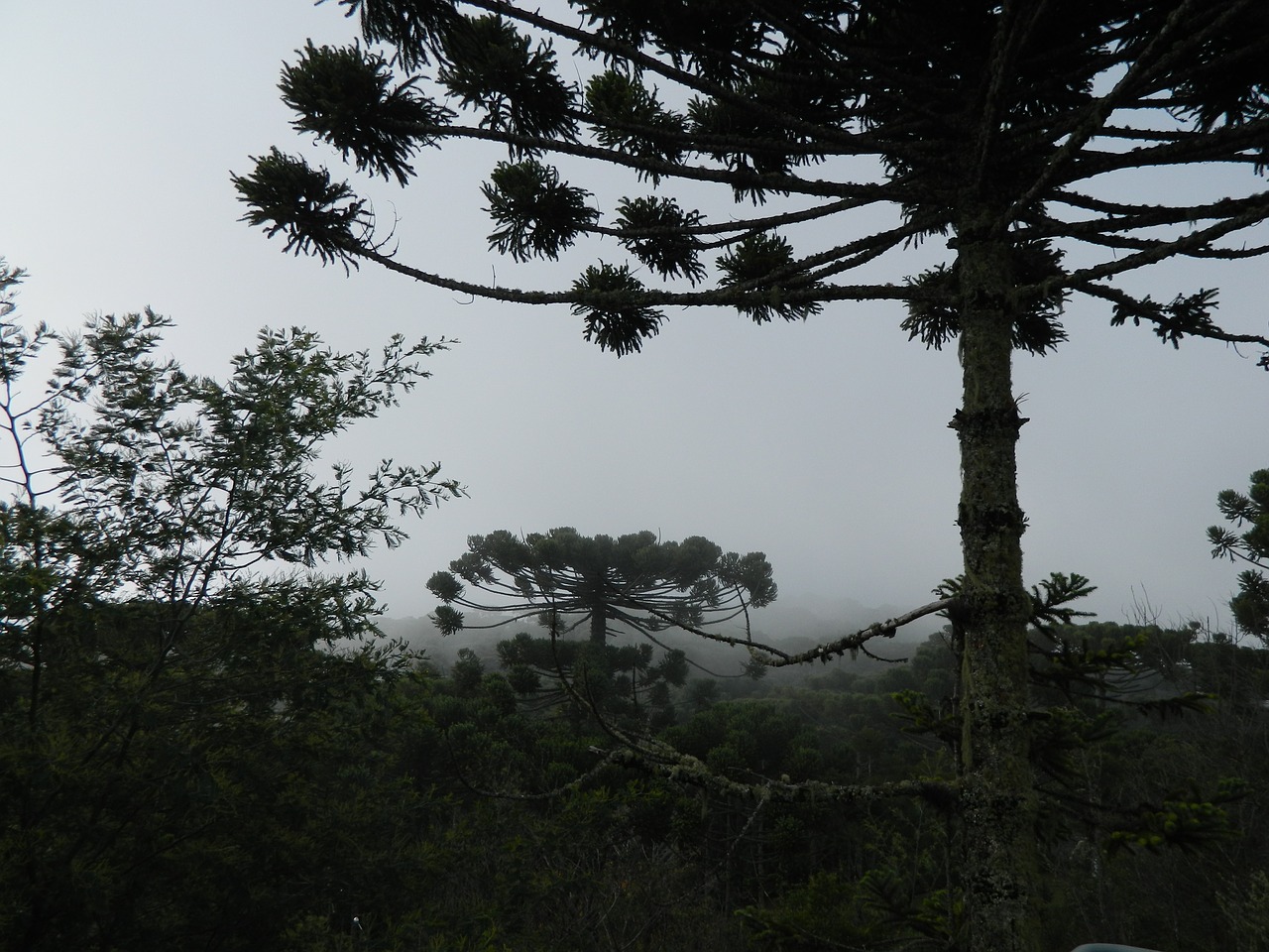araucaria pinheiro tree free photo