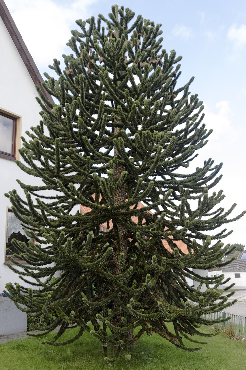 araucaria plant garden free photo