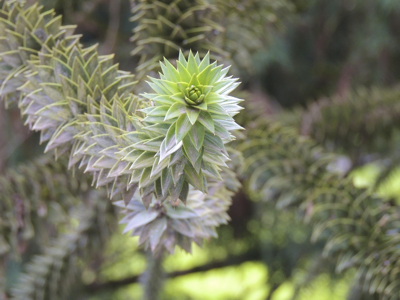 araucaria plant macro free photo