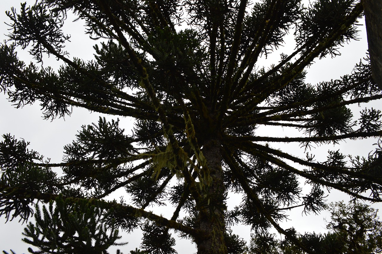 araucaria  south  nature free photo