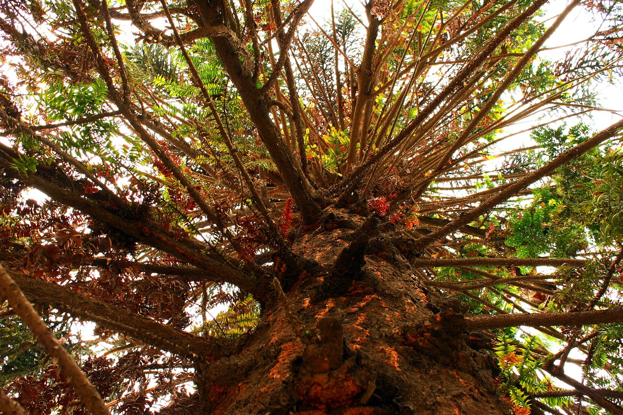 araucaria tree branches free photo