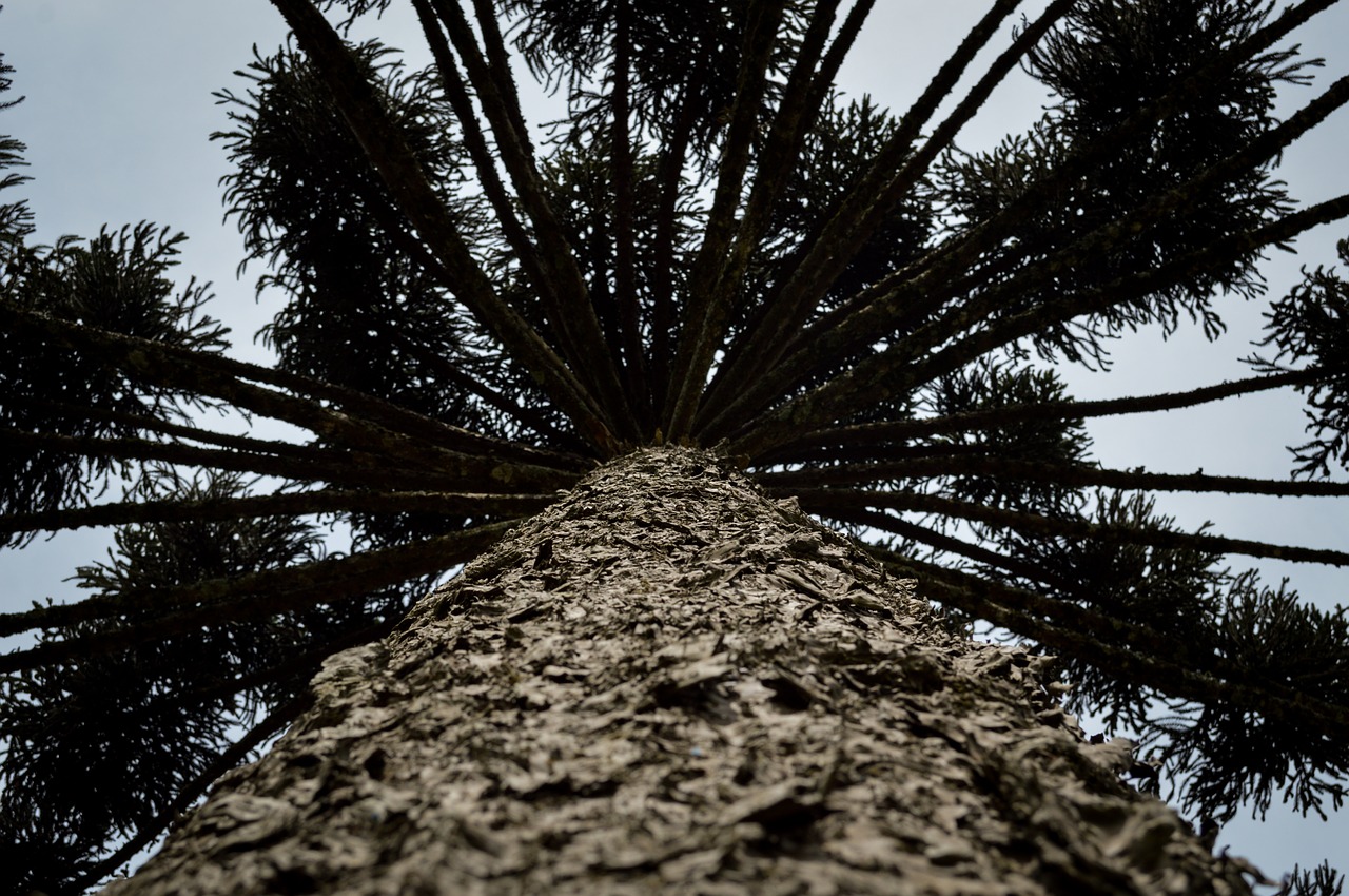 araucaria pinheiro rio grande sul free photo