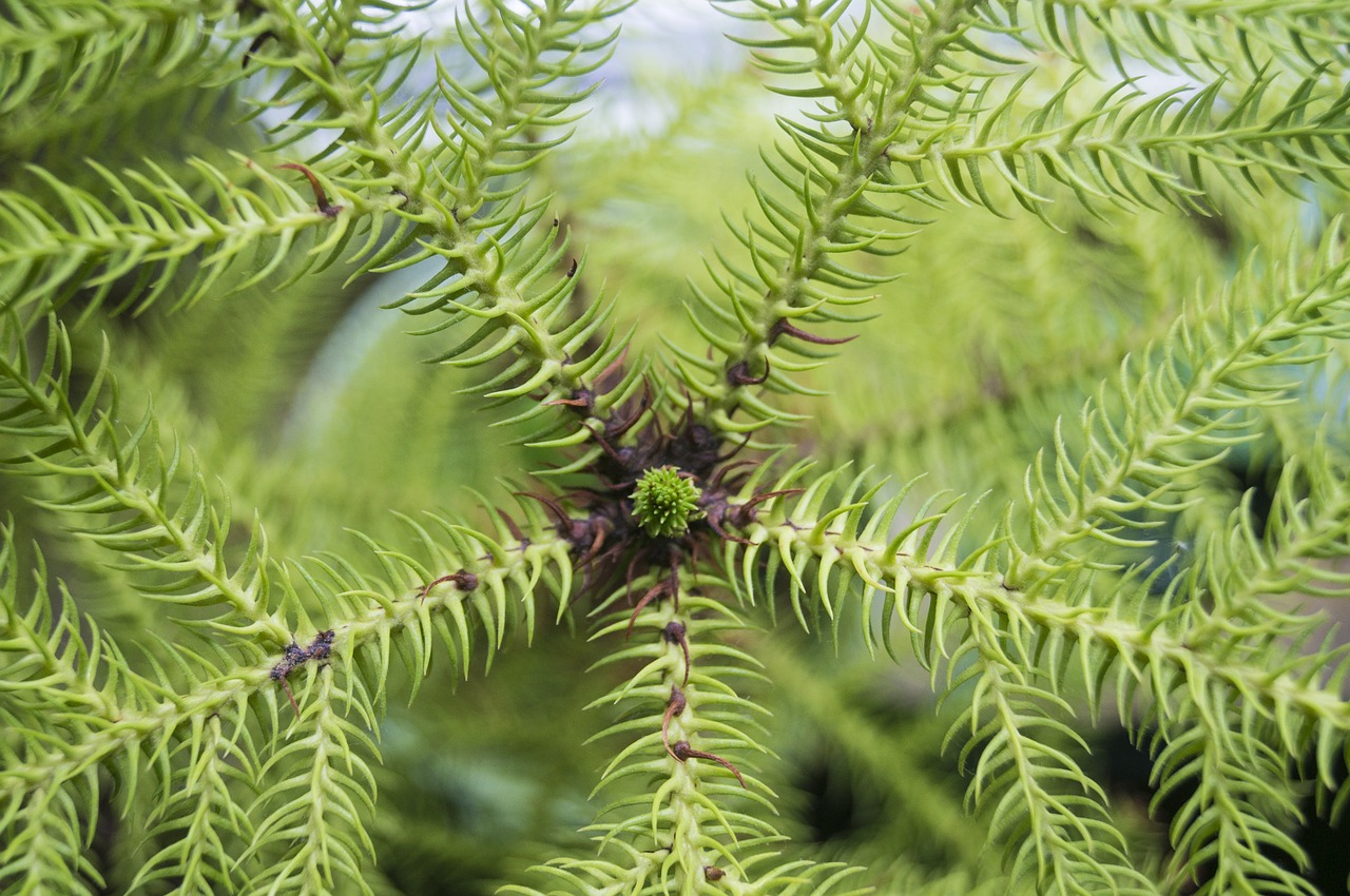 araucaria needle close free photo