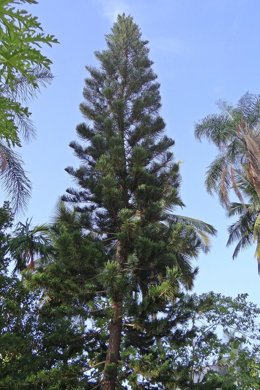 araucaria heterophylla tree conifer free photo