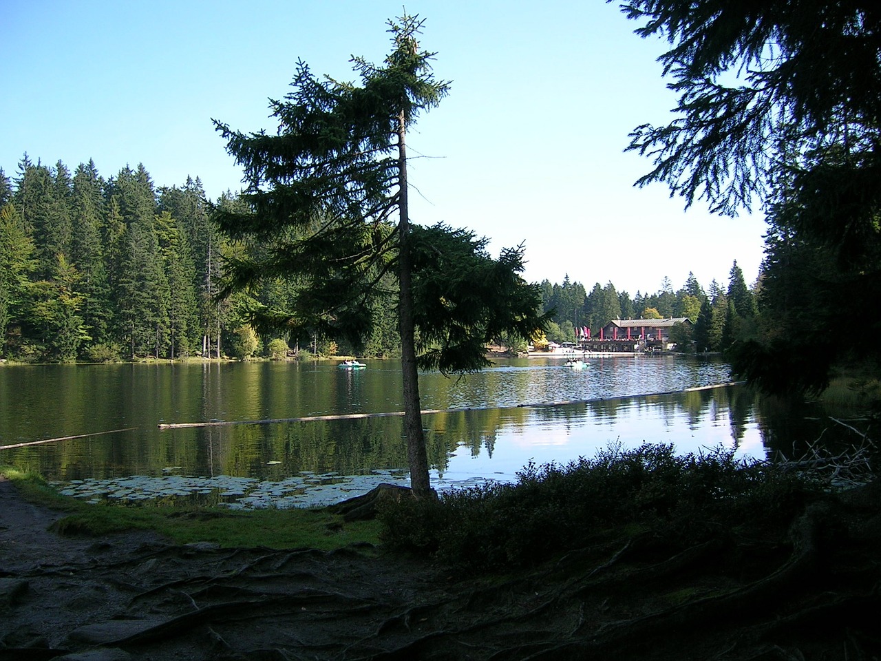 arbersee nature rest free photo