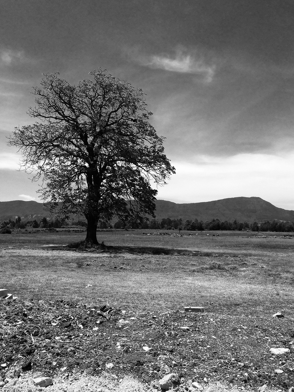 tree portrait natural free photo