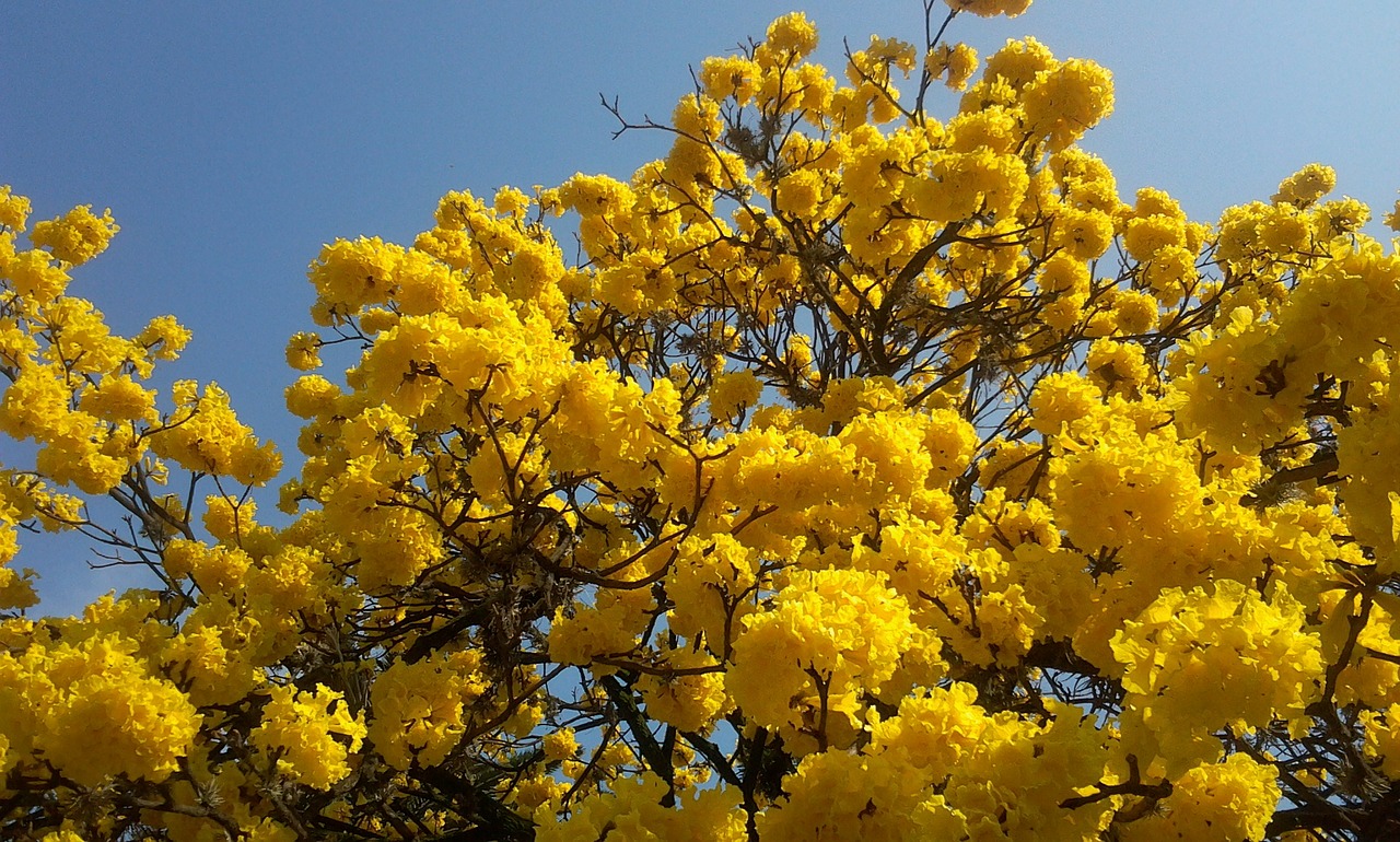 arbol florido lapacho yellow spring free photo