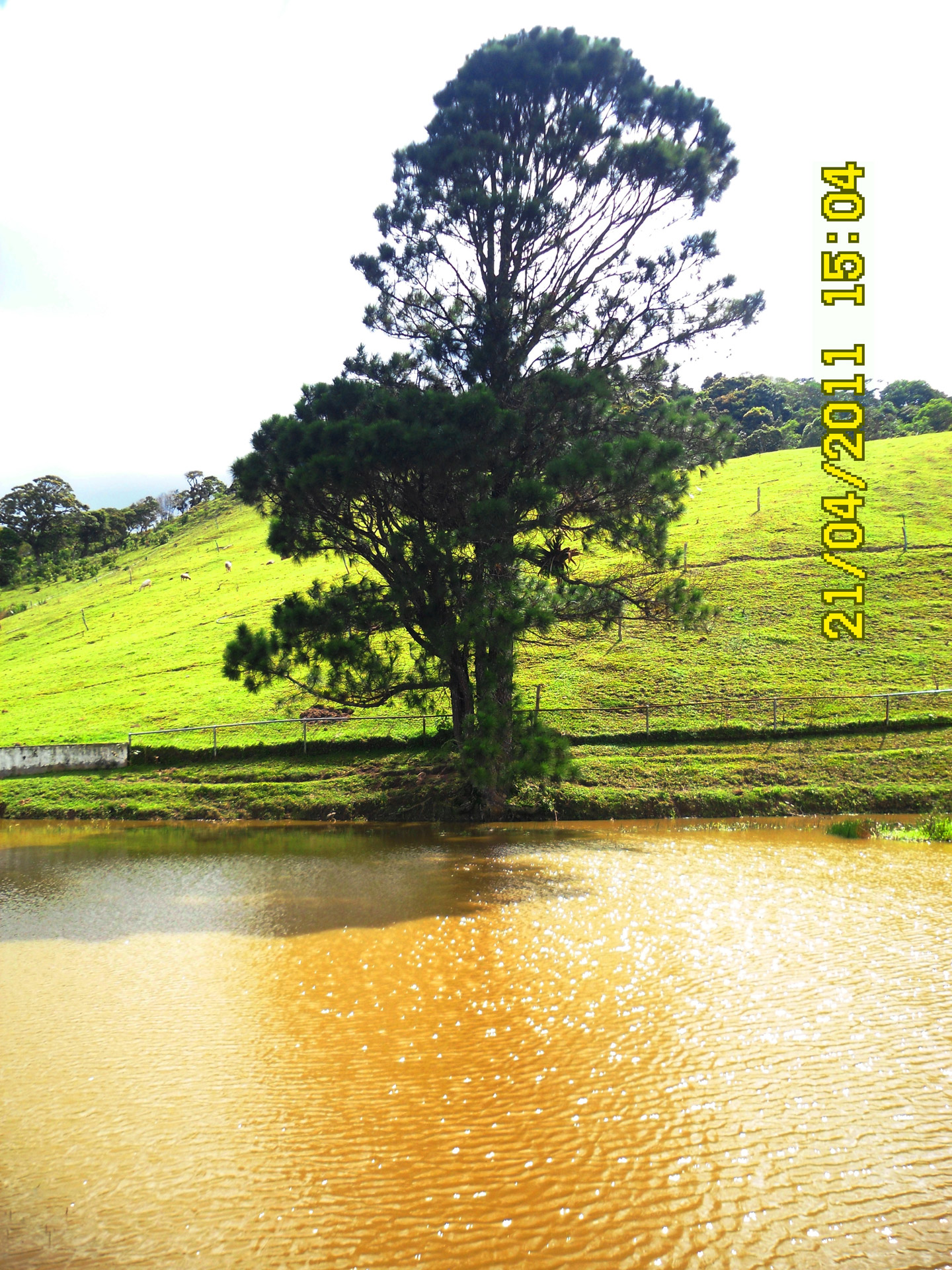 tree lake tree and lake free photo