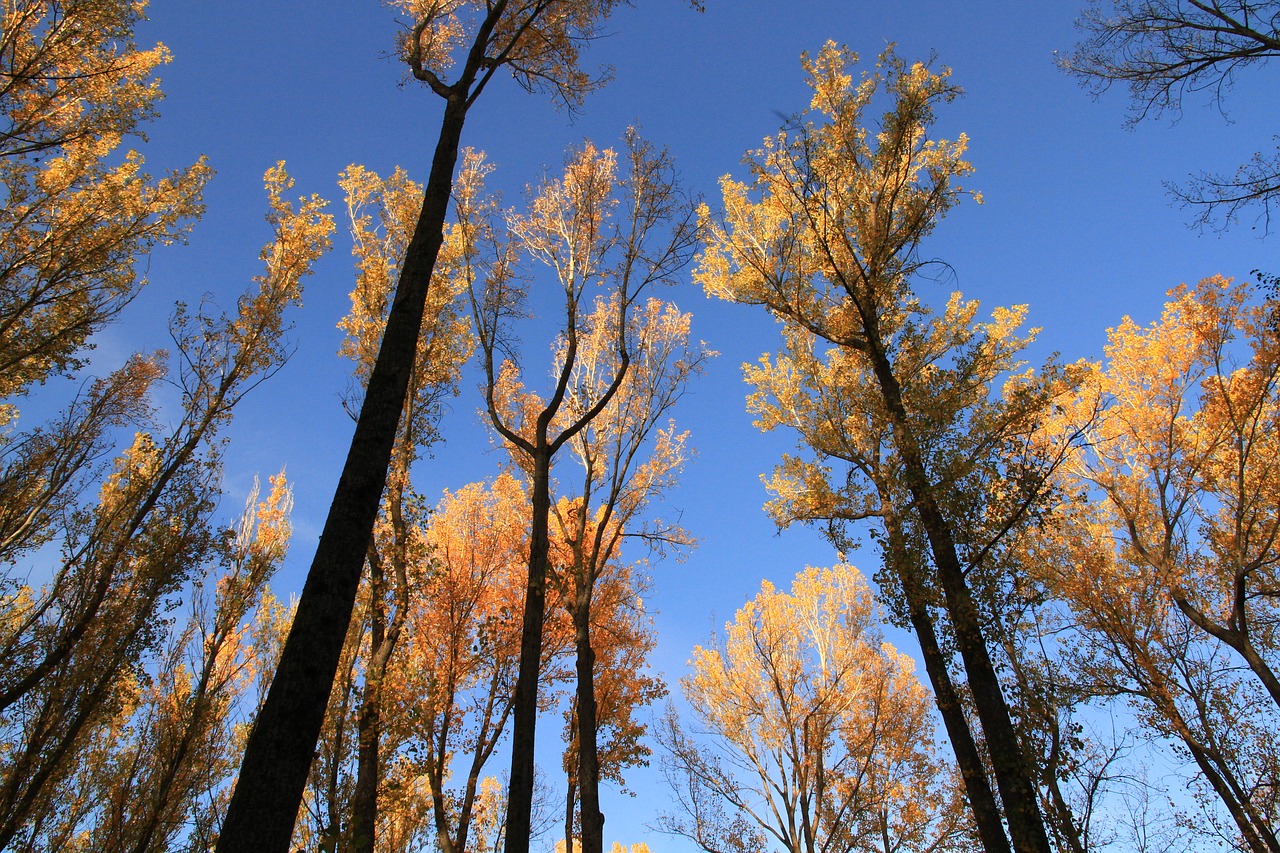 arboleda autumn nature free photo