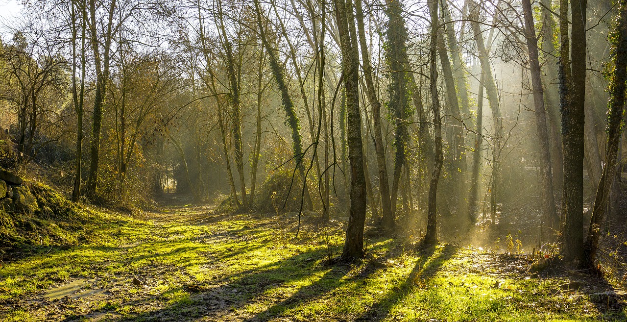 arboleda backlight wood free photo