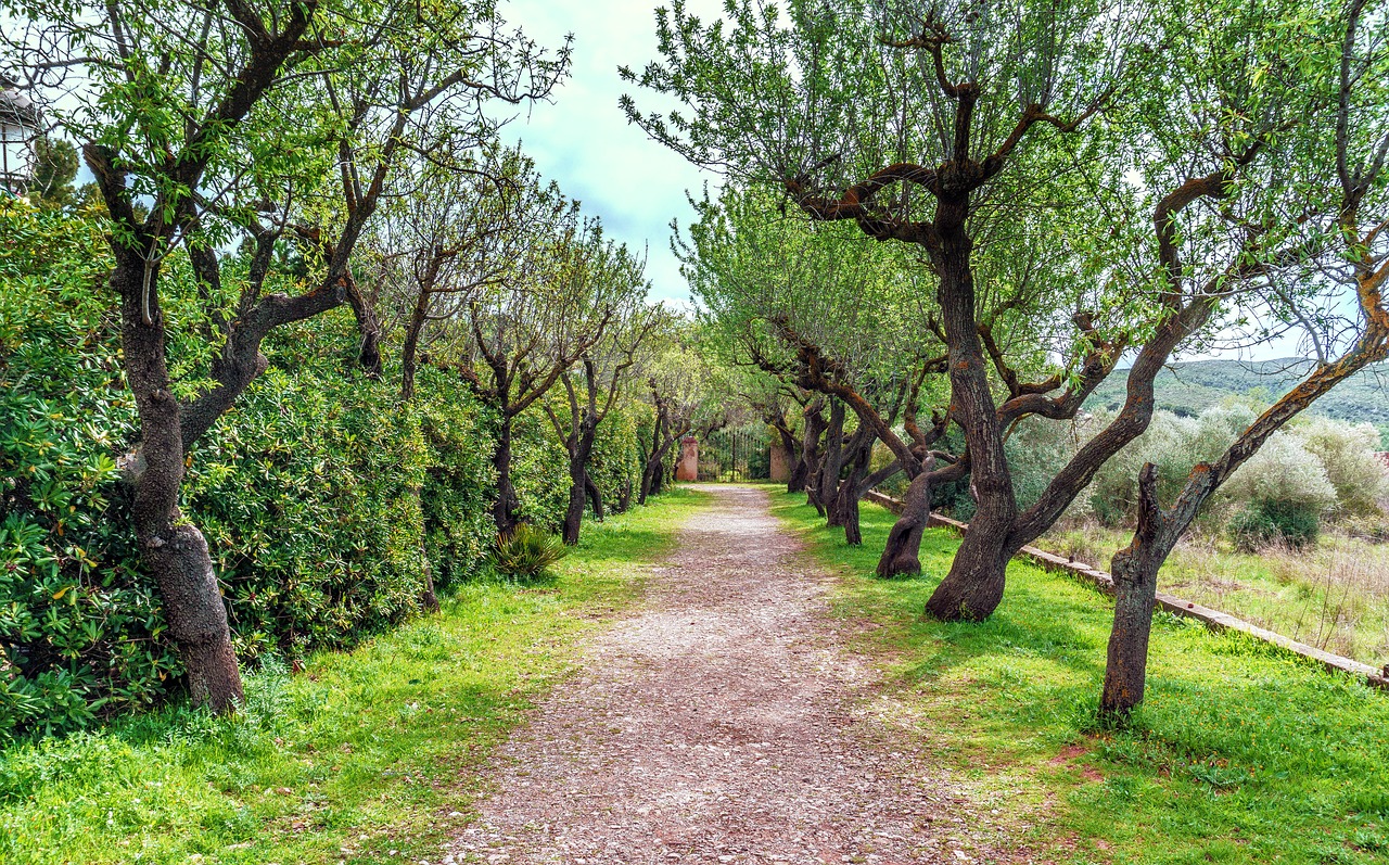 arboleda walk tree free photo