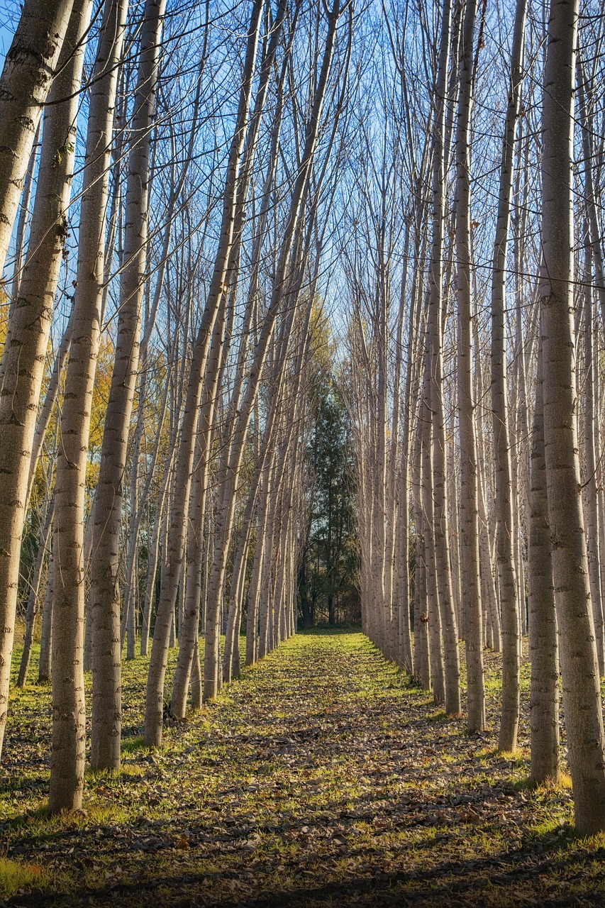 arboleda  trunks  forest free photo