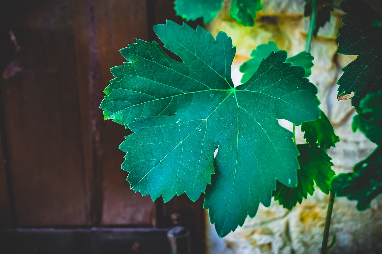 arbor  vine  leaf free photo