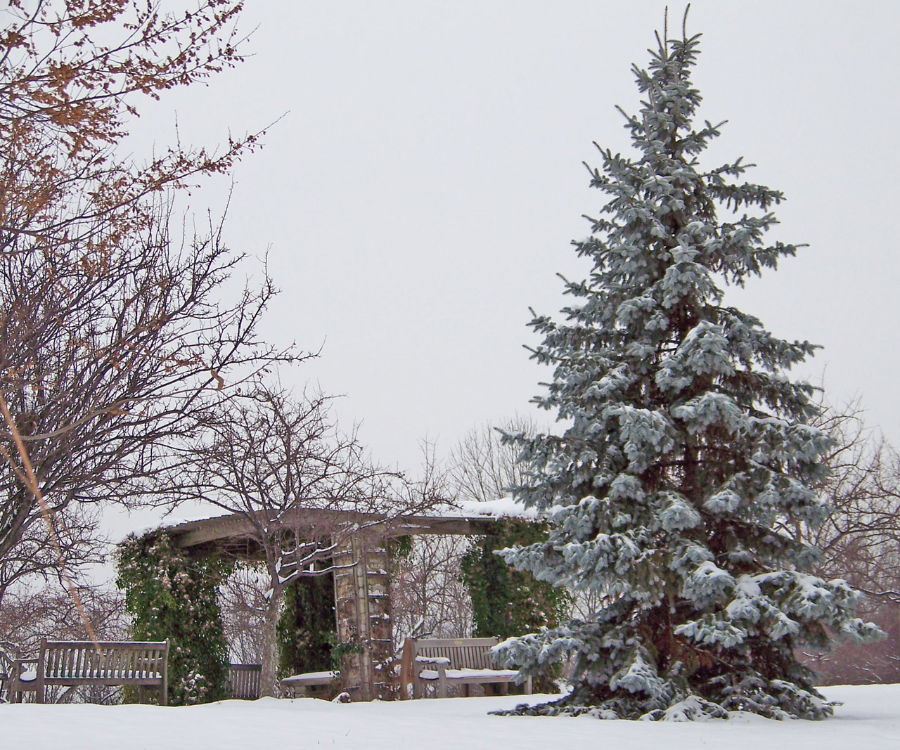 arbor trees park free photo