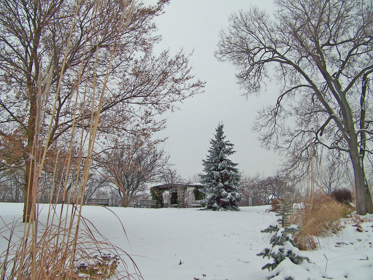 arbor trees park free photo