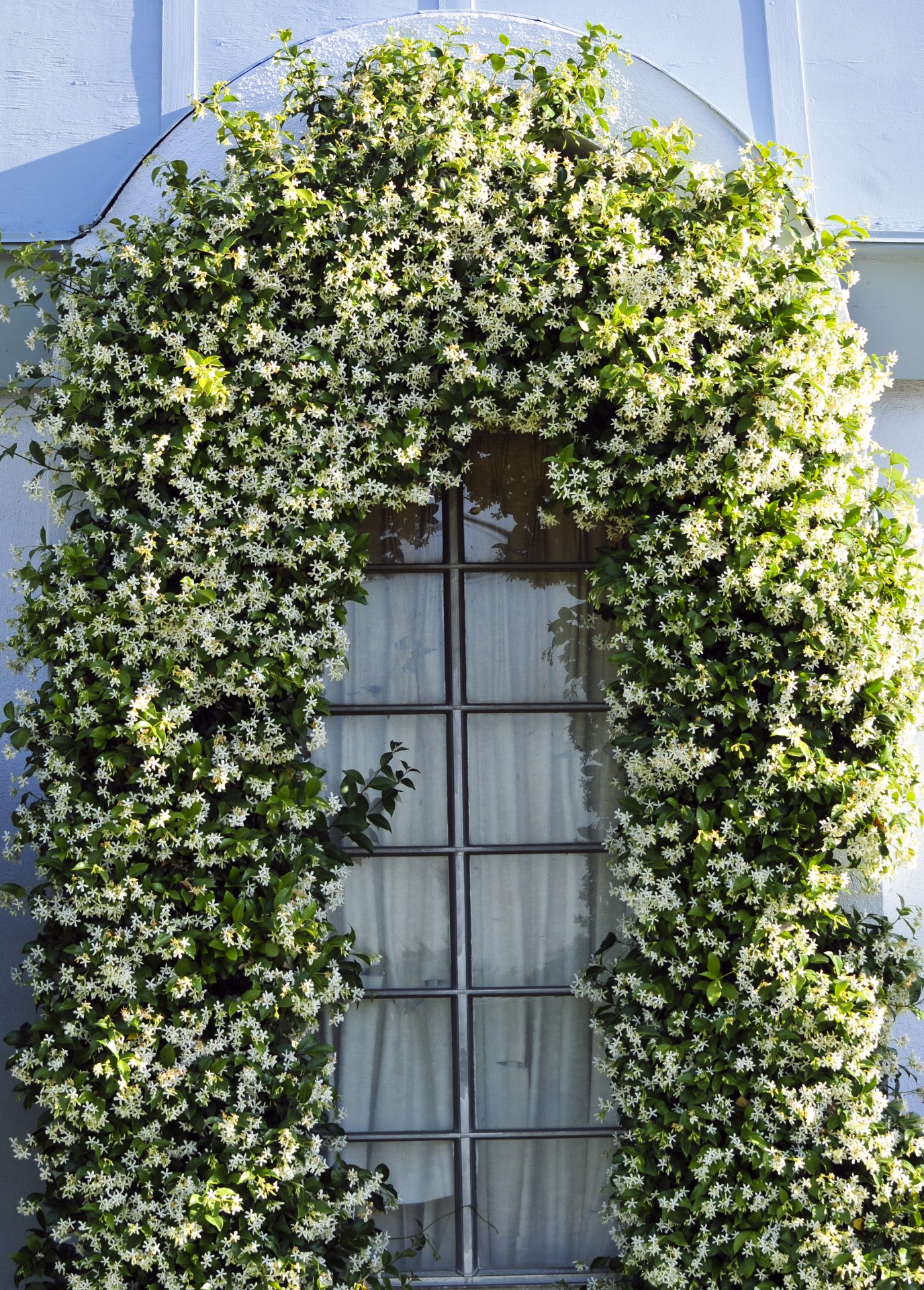 arbor white flower free photo