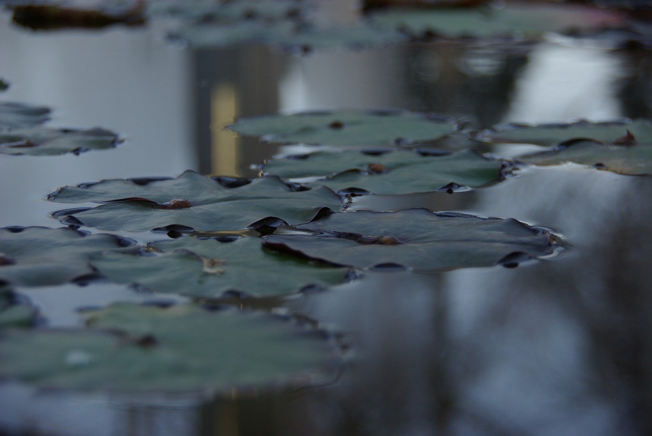 arboretum lotus leaf pond free photo